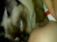 Slut got her tits nipples licked and sucked by cat